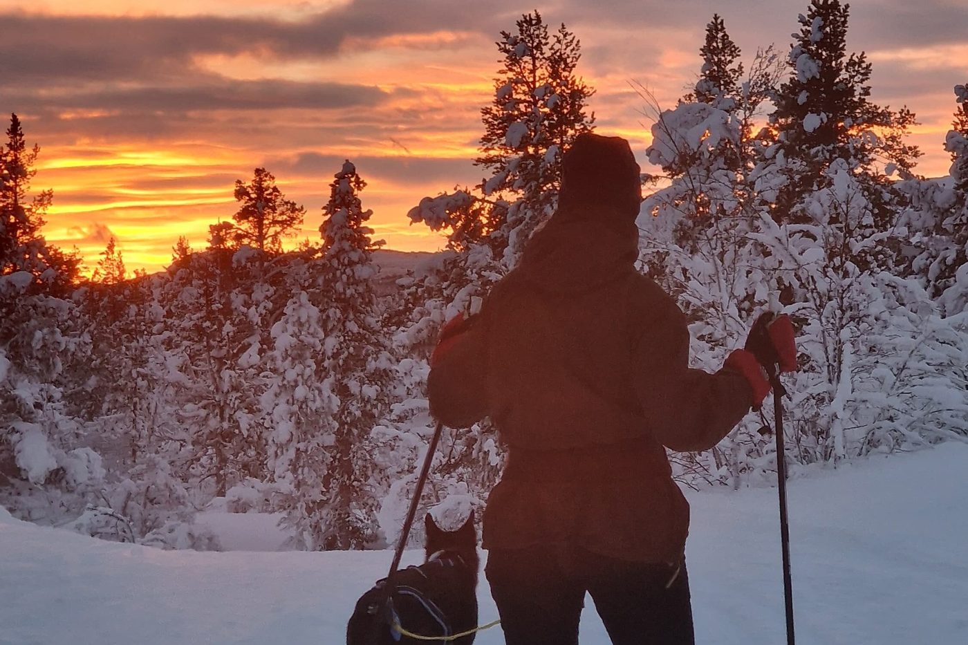 Snowshoe tour at sunset in the snowy forest near Kiruna